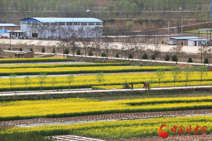 平凉庄浪县油菜花盛开醉行人（图）