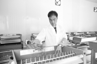 陇南文县御泽春茶叶加工厂技师正在加工绿茶（图）