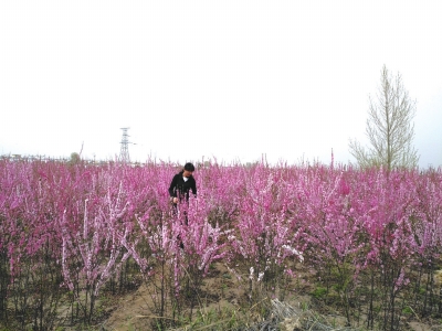 兰州七里河区魏岭乡狗牙山有个“花语小镇”（图）