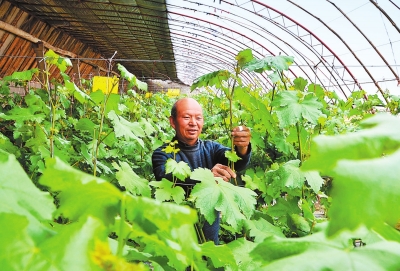 酒泉市金塔古城乡头号村农户在日光温室里查看葡萄长势（图）