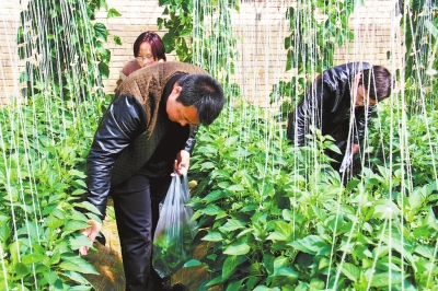 庆阳农产品质量安全监督管理站工作人员对8县区设施蔬菜、水果生产基地进行现场检查（图）