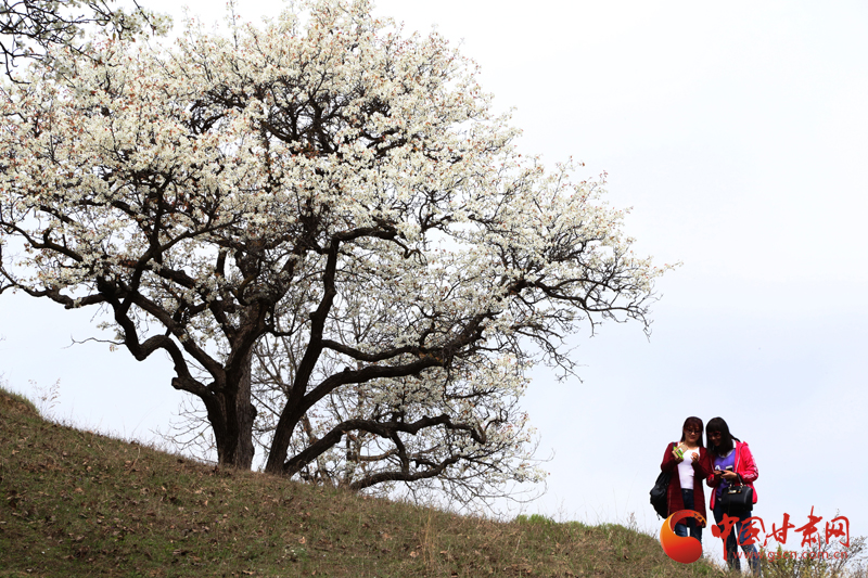 甘肃泾川：千树万树梨花开 迷人风景引客来（组图）