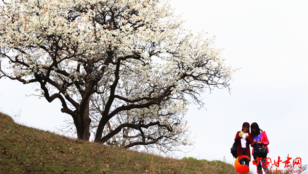 甘肃泾川：千树万树梨花开 迷人风景引客来（组图）