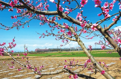 兰新铁路客运列车从张掖市甘州区一处桃花盛开的桃园旁驶过（图）