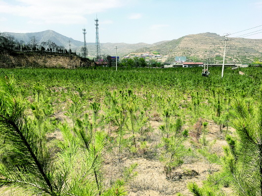 从满目疮痍到满眼皆绿 ——平凉崆峒区非煤矿山整治进行时（图）