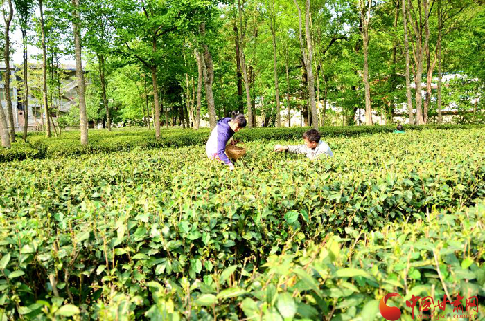 谷雨前后 陇南康县阳坝茶农采茶忙（图）