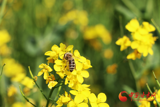 陇拍客 |平凉崇信：花动一山春色（组图）