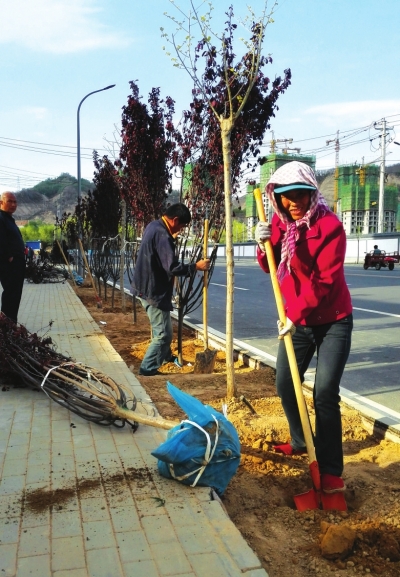 兰州安宁区绿化所人员劳动节里植树忙