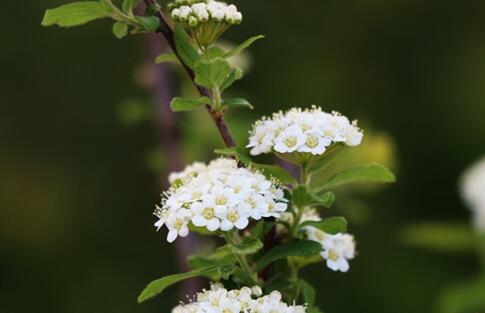 陇拍客 |平凉崇信：花动一山春色（组图）