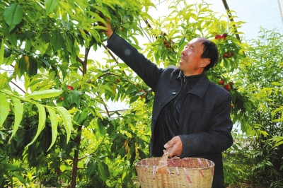 酒泉玉门温室油桃种植户正在采摘成熟油桃（图）