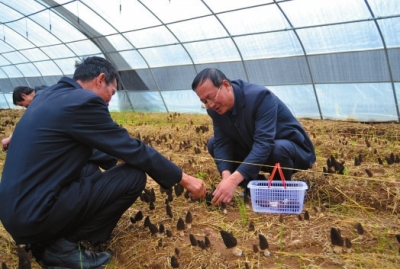 庆阳宁县人工试种羊肚菌喜获成功（图）