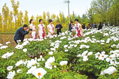 庆阳市昔家牡丹园旅游文化节5月5日开幕（图）