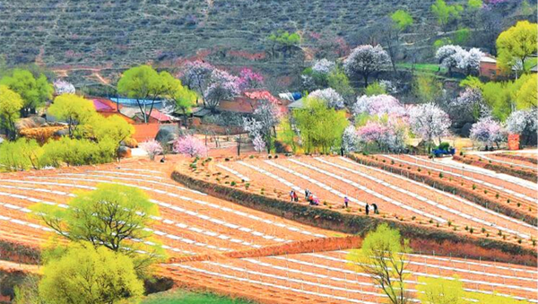 今年平凉市静宁县着眼地方特色开展建设秀美山川活动