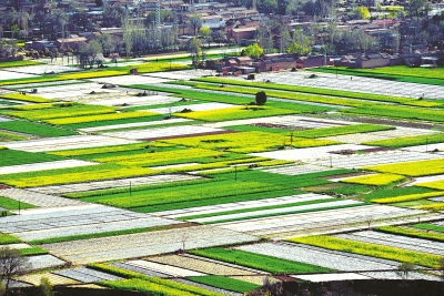 定西市陇西县渭河两岸油菜花竞相绽放风景如画（图）