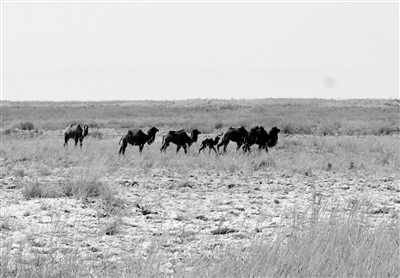 敦煌西湖保护区普氏野马、野骆驼又“添丁”