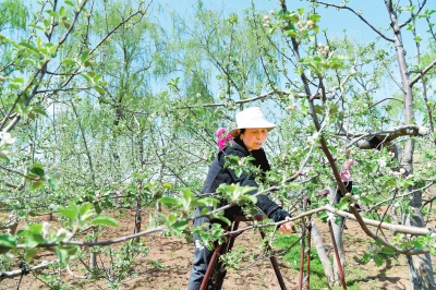 平凉市泾川县加大果园标准化管理夯实了果业增收的基础（图）