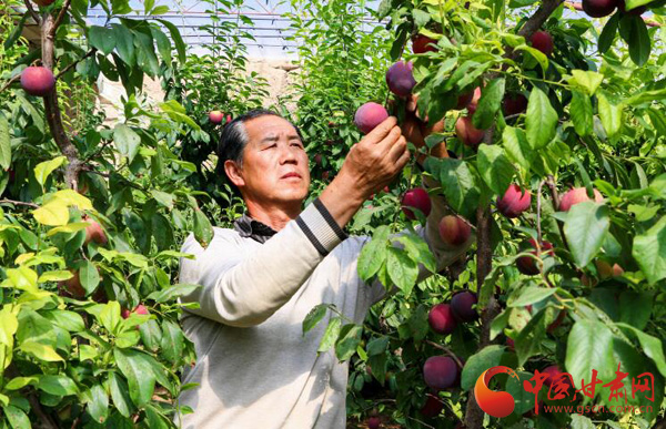 張掖臨澤縣引導農戶發展特色林果產業（圖）