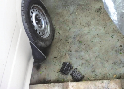 兰州：车窗玻璃被砸 “凶手”竟是两只乌龟（图）