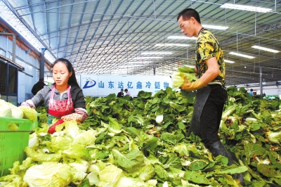 张掖市甘州区徐赵寨村春绿种植农民专业合作社工作人员在包装蔬菜（图）