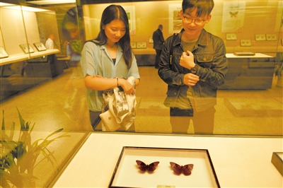 名蝶精粹与蝶文化展在甘肃省博展出