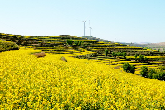 莫道旱塬无秀色 油菜花开分外香——第一届甘肃·会宁油菜花文化旅游节侧记