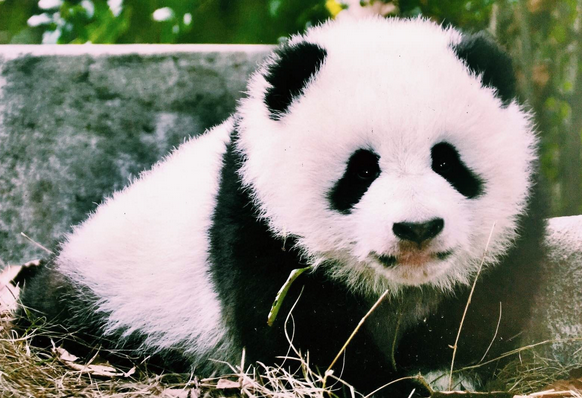 大熊猫国家公园建设有序推进 甘肃省召开座谈会就机构设置等征求意见