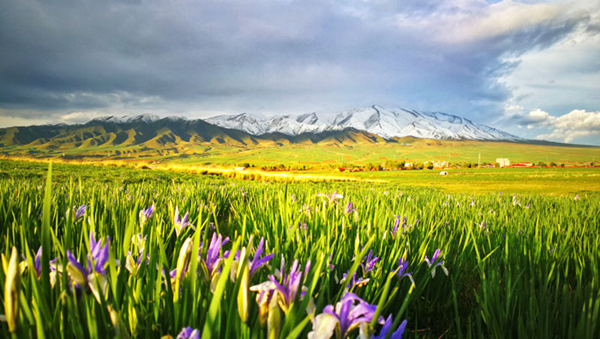 陇拍客丨张掖山丹马场雨后初晴兰花香（组图）