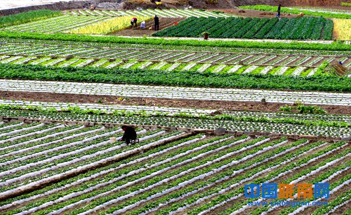 陇南文县露地蔬菜种植促农持续稳定增收（图）