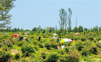 第三届兰州新区中川玫瑰文化旅游节6月9日开幕