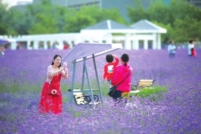 金昌：紫金花开引客来（图）