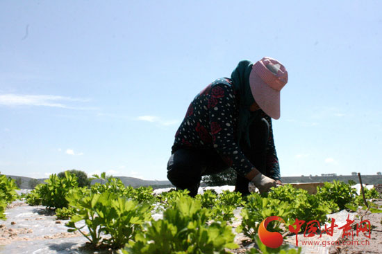 定西安定区：田间地头除草忙