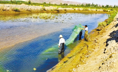 变废为宝 白银景泰盐碱地治用结合探新路（图）