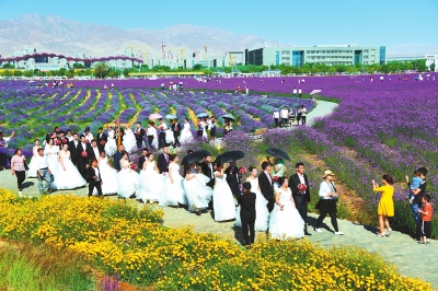 金昌市第三届薰衣草之约集体婚礼举行（图）