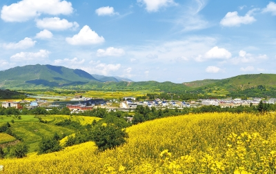 临夏和政县16万亩油菜花进入盛花期