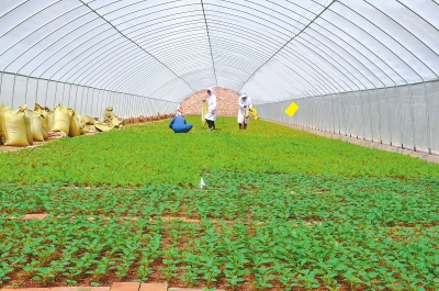 定西市陇西县裕新马铃薯原原种繁育基地工人为种苗培土（图）