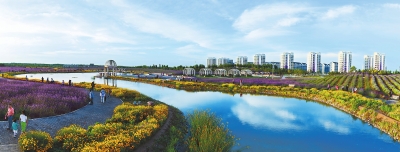 紫金花绽放丝绸之路 金昌市加快生态建设掀开绿色发展新篇章