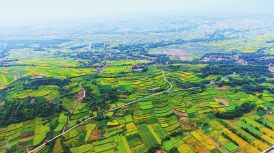 临夏州积石山县油菜花开满大地（图）    