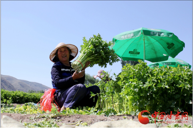 定西市安定区：欢笑摘菜绘致富（图）