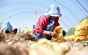 甘肃安定区“草膜三覆盖”马铃薯丰收上市