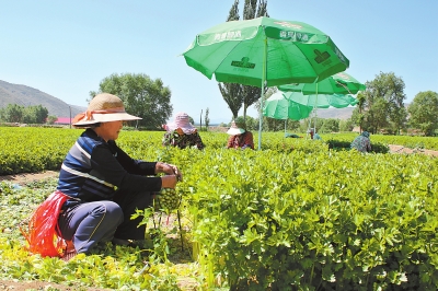 定西市安定区引导农民种植高原夏菜拓宽农民致富渠道