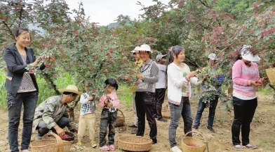 陇南市武都区近百万亩花椒喜获丰收(图)