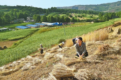 定西市渭源县麻家集镇路西村村民抢抓农时收割小麦（图）