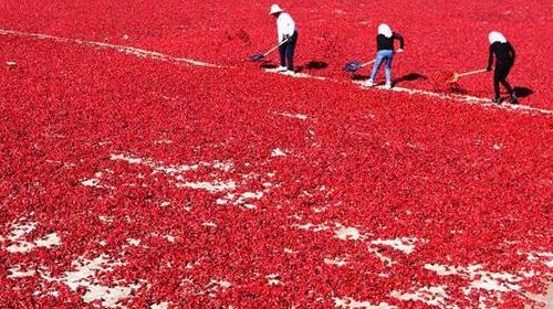 辣椒成中国最大蔬菜产业 产量占世界近一半_新