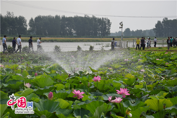 沈阳法库:赏最美大辽荷花 听灵湖神龙传说