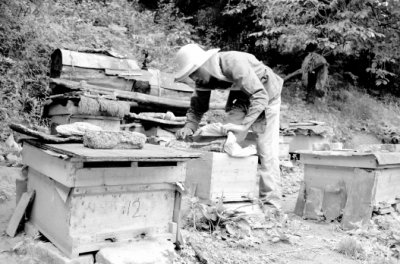 陇南市养蜂产业（图）