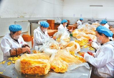 庆阳市正宁县金牛公司职工在加工苹果脆片（图）