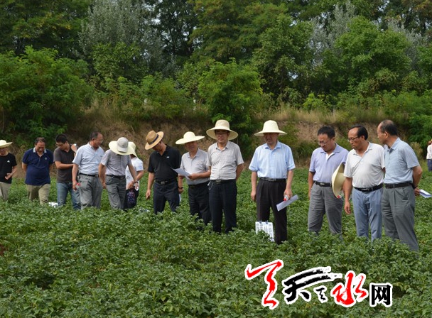 甘肃省农牧厅督导天水马铃薯生产工作