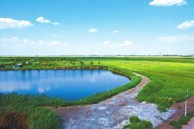 “酒泉之肺”——酒泉肃州区银达镇湿地（图）