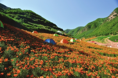 第六届兰州百合文化旅游节掠影 花海如歌田园如画