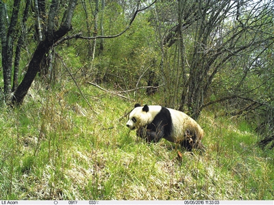 大熊猫国家公园正式获批 甘肃省白水江园区为重要组成部分